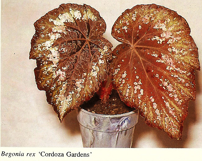 B. ‘Cordoza Gardens’